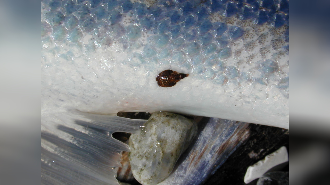 Lepeophtheirus salmonis salmonis Salmon louse, Sea lice