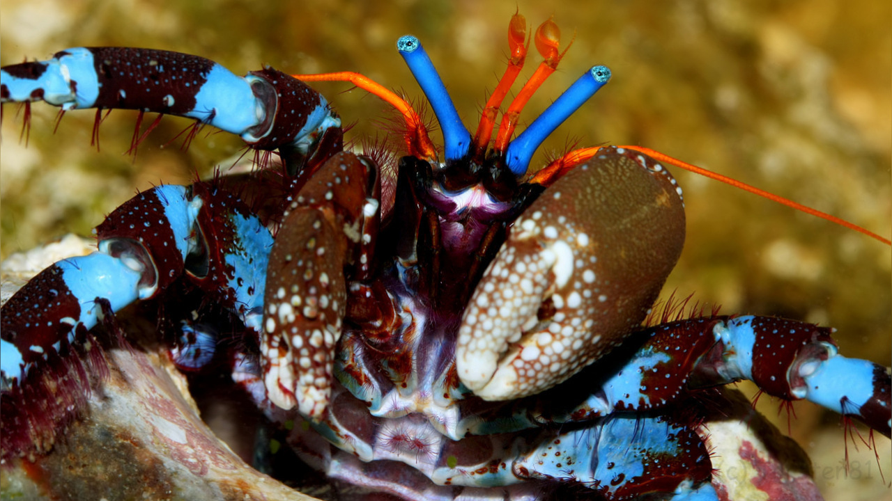 Calcinus elegans Electric Blue Hermit Crab
