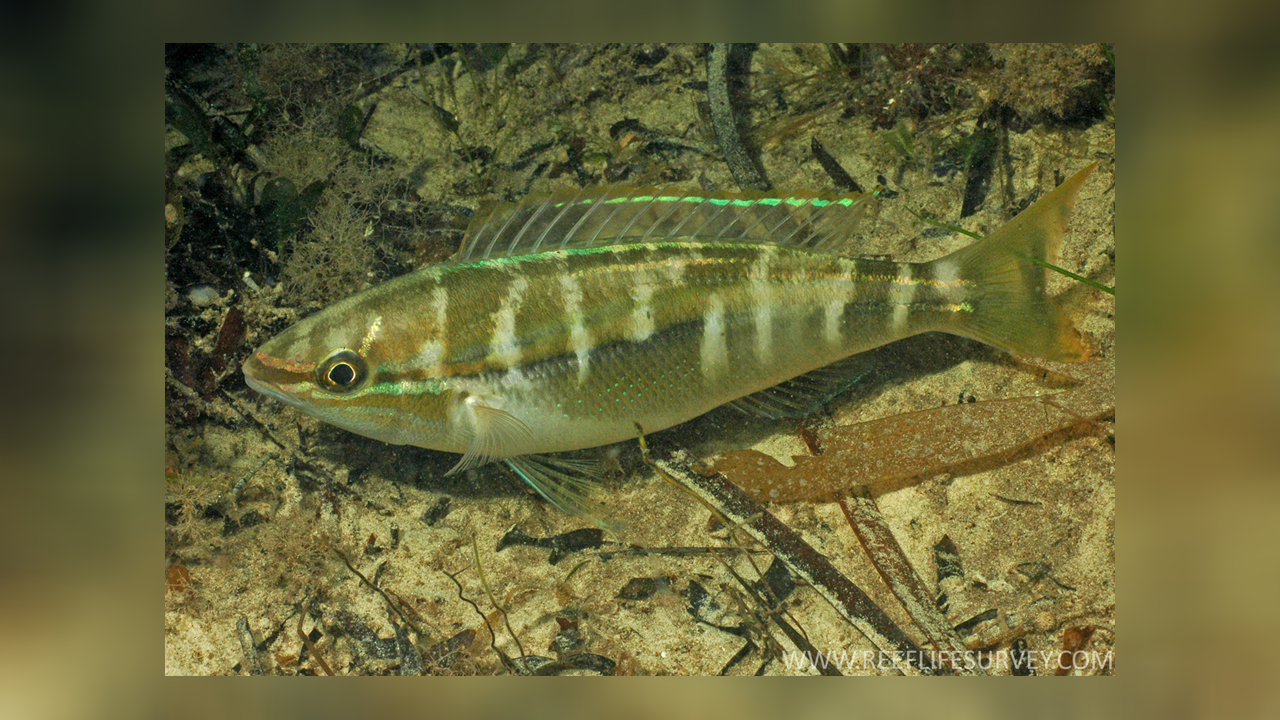 Pentapodus vitta Black Stripe Butterfish, Butterfish, Striped Whiptail