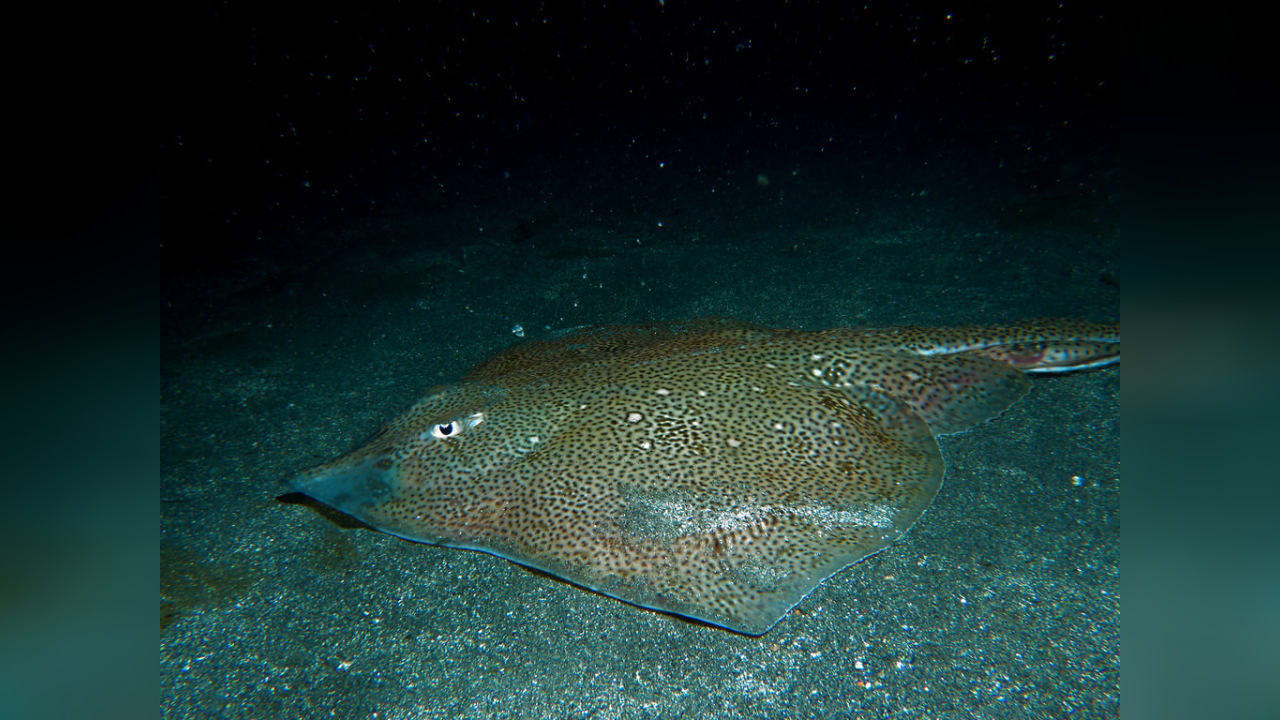 Raja brachyura Blondrochen, Kurzschwanzrochen