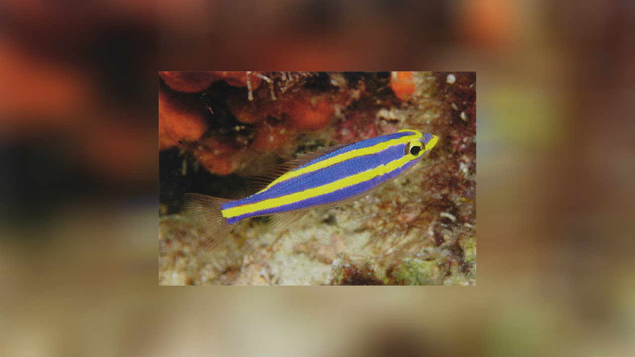 Pentapodus aureofasciatus Yellowstriped Whiptail, Yellowstripe Threadfin Bream, Yellowstripe