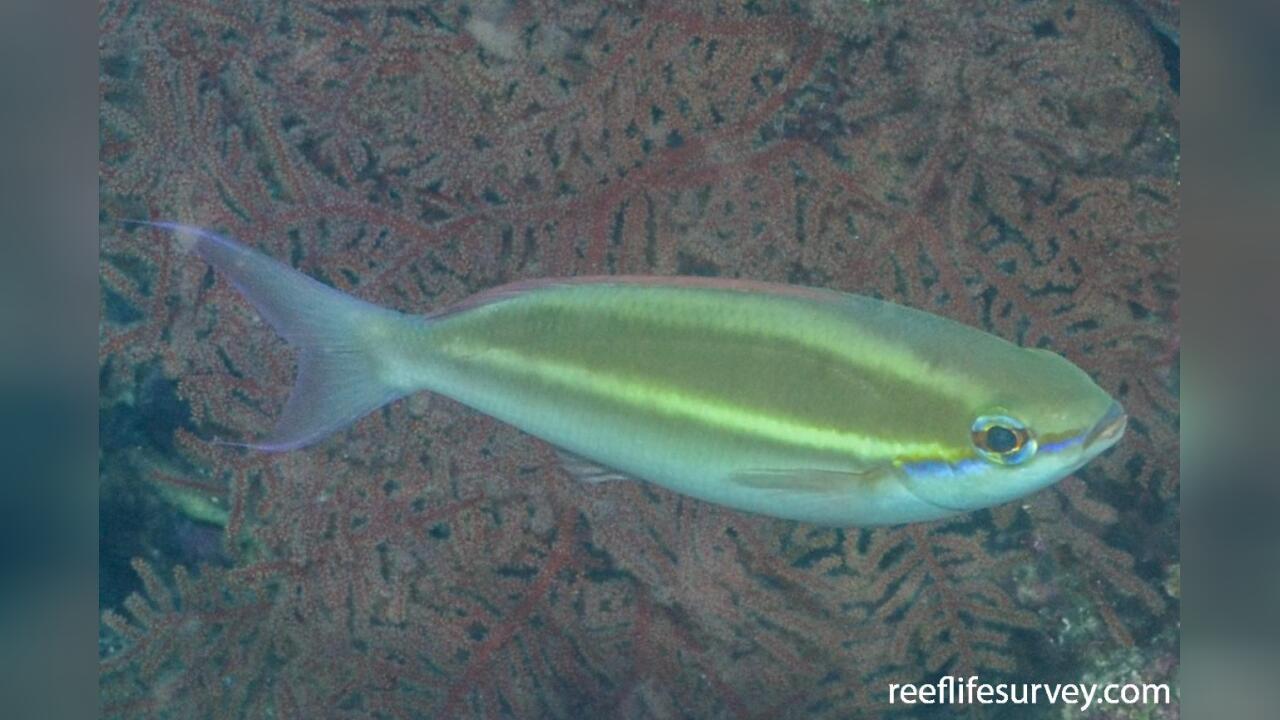 Pentapodus aureofasciatus Yellowstriped Whiptail, Yellowstripe
