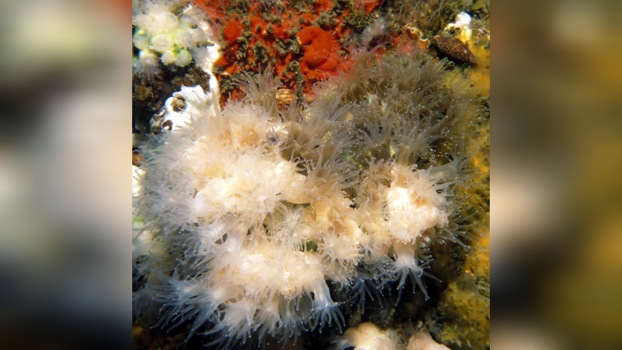 Astrangia poculata Großpolypige Steinkoralle