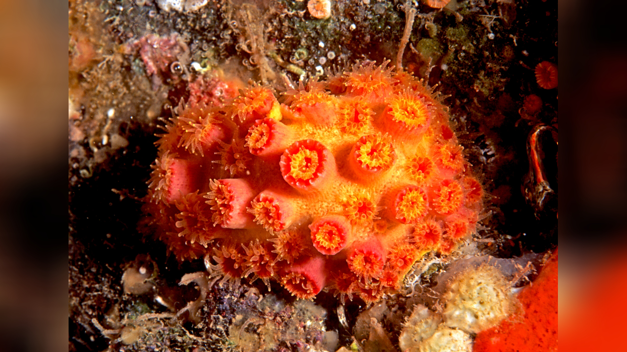 Tubastraea floreana Floreana coral