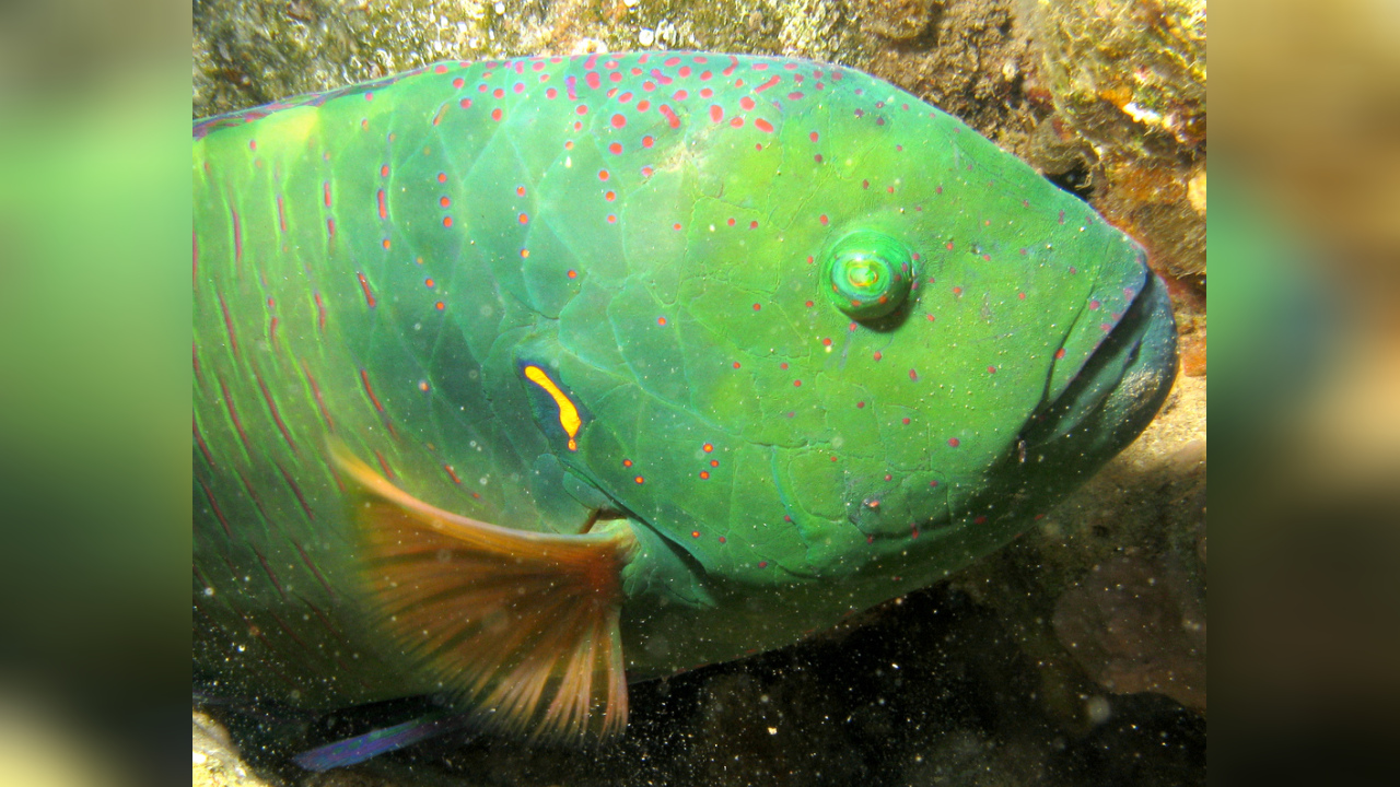 Cheilinus lunulatus BesenschwanzPrachtlippfisch