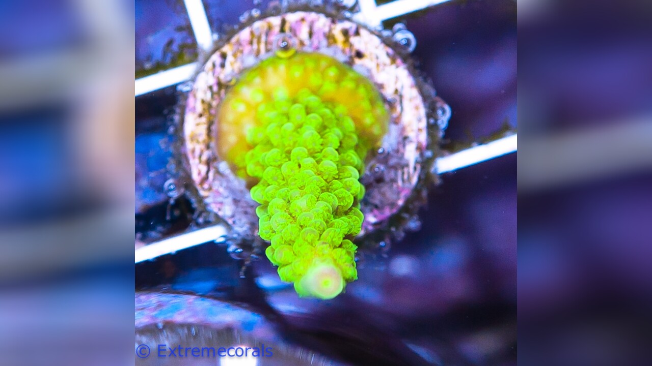 Acropora tumida EnzmannAcropora