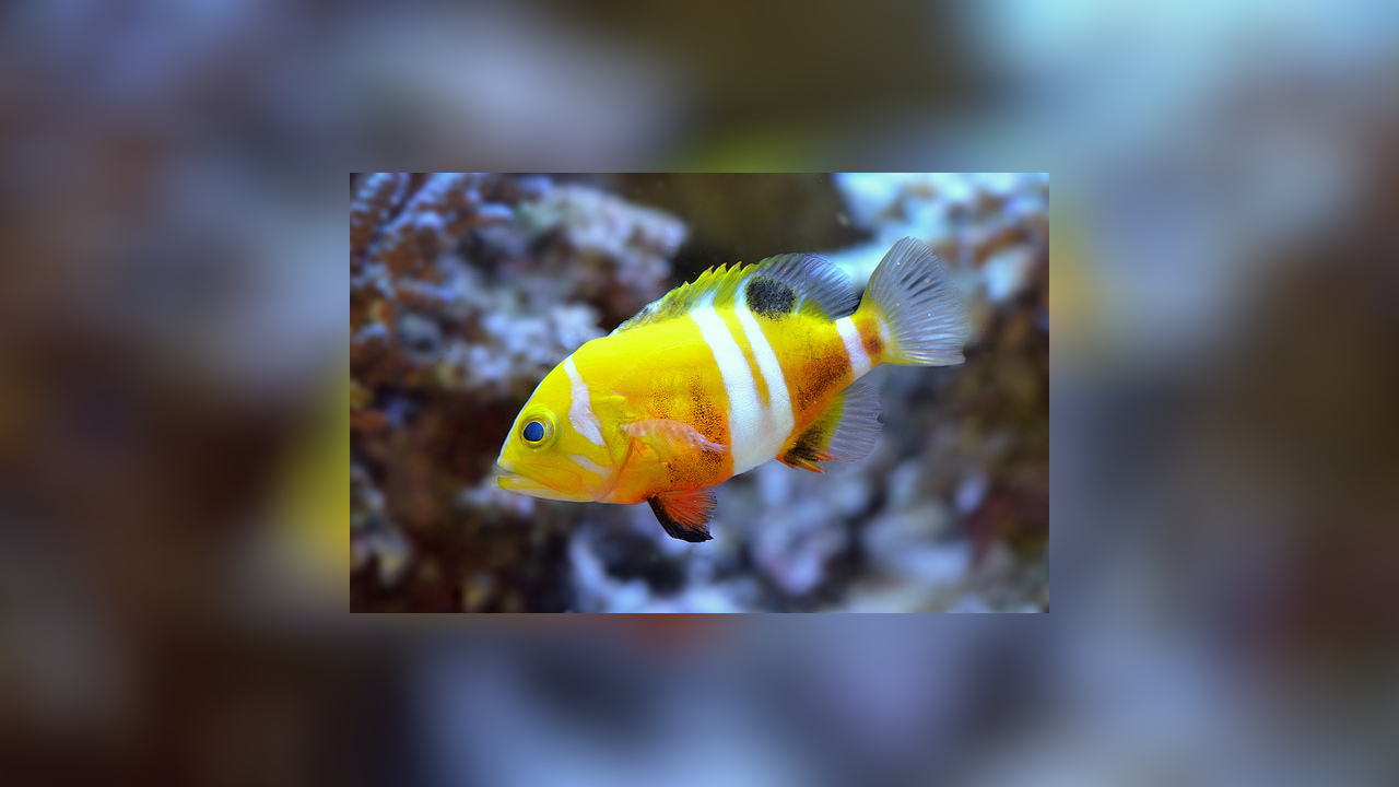 Cephalopholis igarashiensis Garish hind, Neptune Grouper, Deepwater