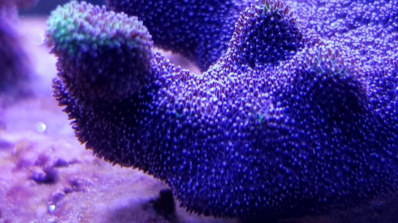 Psammocora stellata Kleinpolypige Steinkoralle