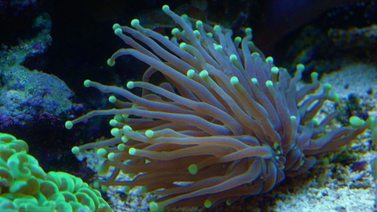 Euphyllia glabrescens Goldtipped Torch Coral, Torch Coral