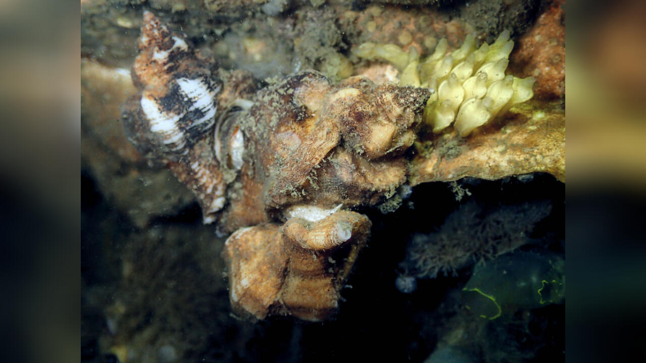 Ocinebrellus inornatus Japanese Oyster Drill, Asian Drill