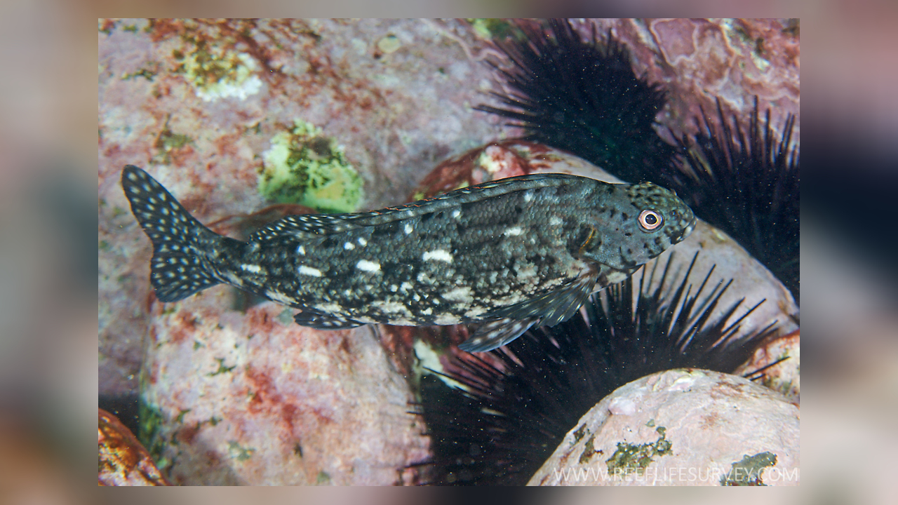 Aplodactylus lophodon Rock cale, Cockatoo Fish, Cocky, Joey, Rock Cocky