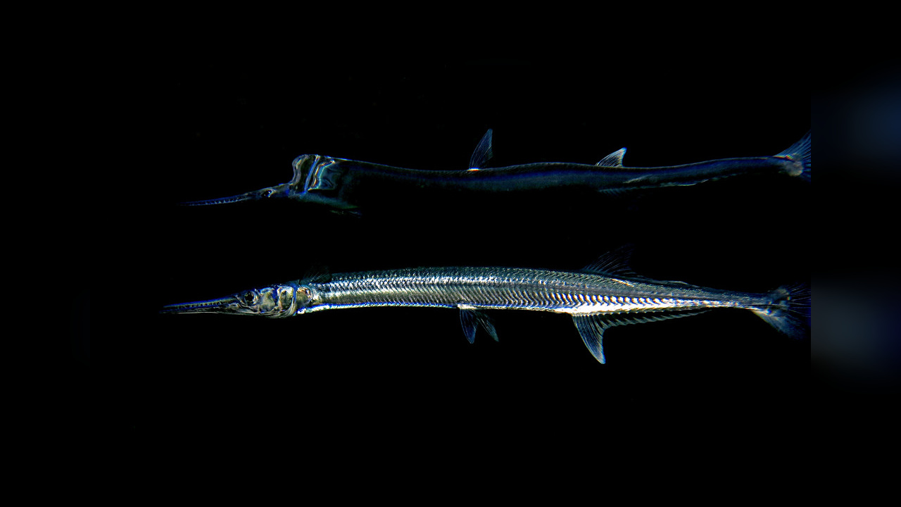 Tylosurus crocodilus KrokodilHornhecht