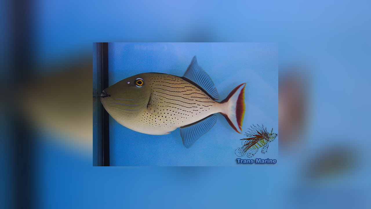 Xanthichthys lineopunctatus Striped triggerfish