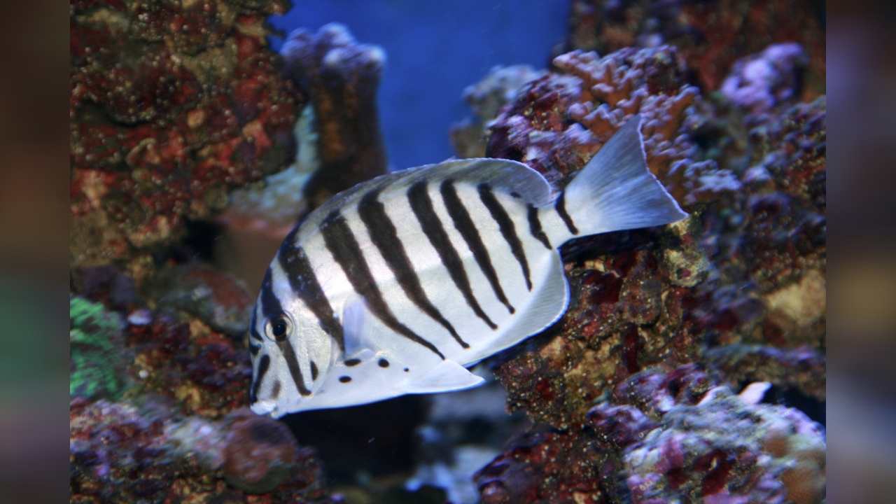 Acanthurus polyzona Schwarzstreifen Doktorfisch
