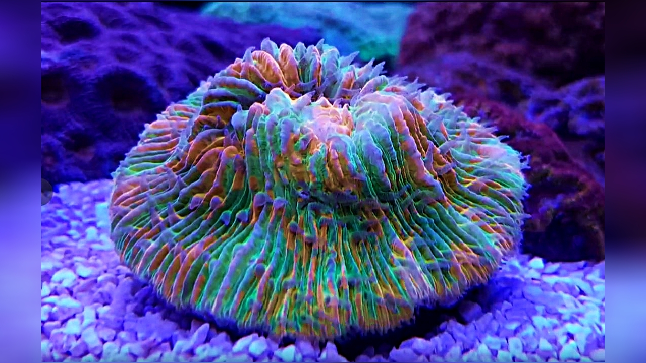 Cycloseris cyclolites Großpolypige Steinkoralle