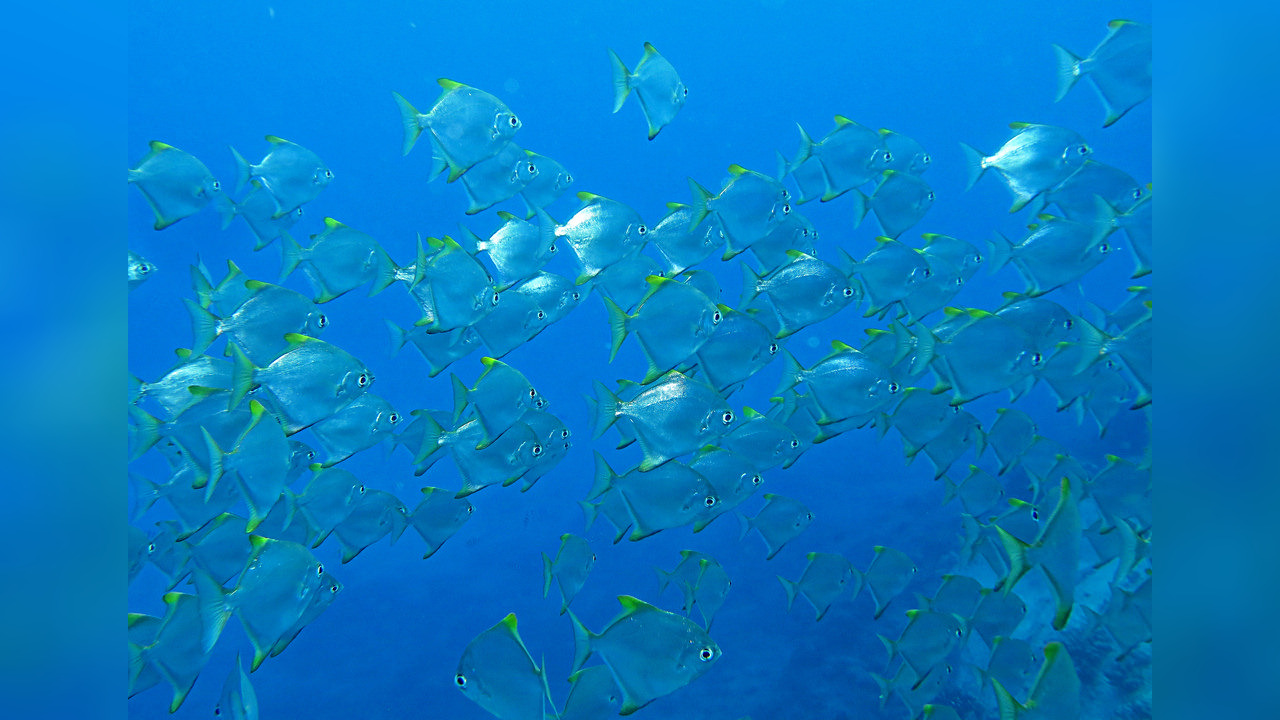 Monodactylus argenteus Silberflossenblatt