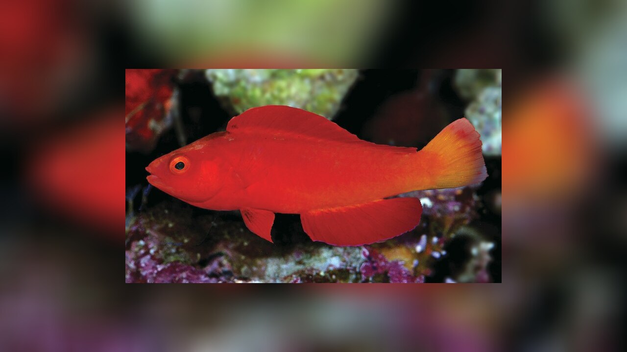 Cirrhilabrus shutmani Magma Fairy Wrasse, Cherry Fairy Wrasse