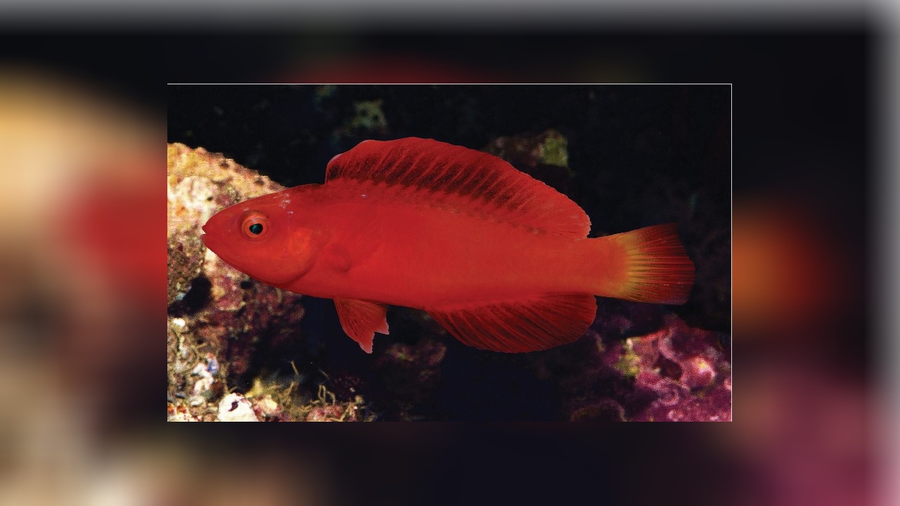 Cirrhilabrus shutmani Magma Fairy Wrasse, Cherry Fairy Wrasse