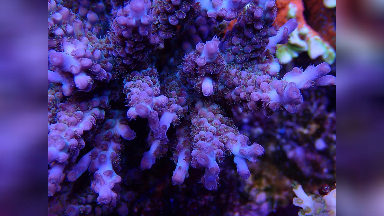 Acropora latistella Kleinpolypige Steinkoralle
