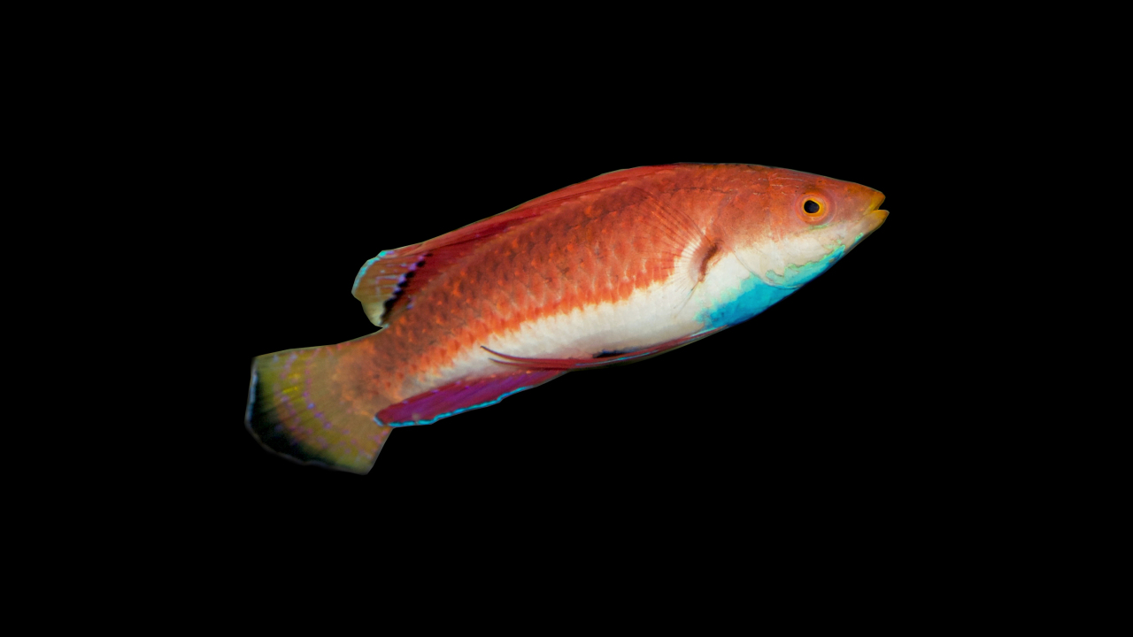 Cirrhilabrus cyanogularis Zwerglippfisch