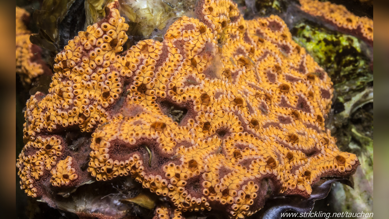 Botrylloides nigrum Flache Seescheide