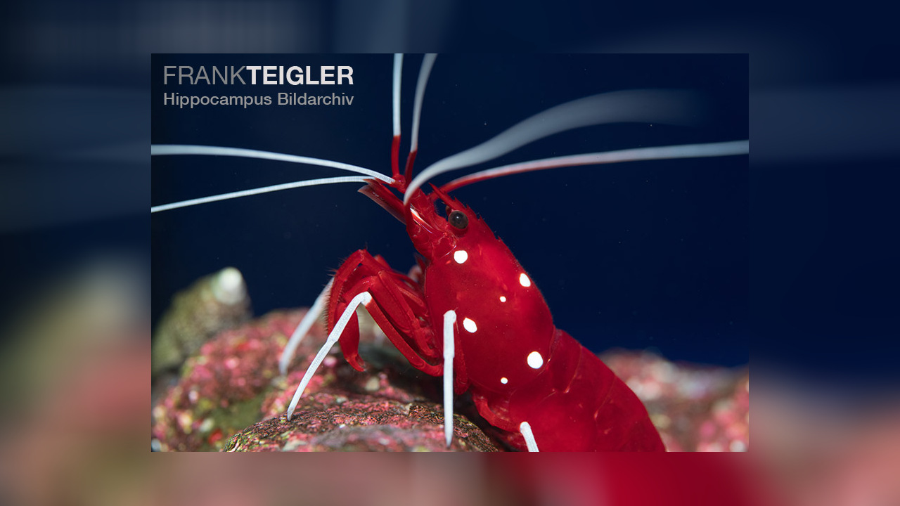 Lysmata debelius Fire Shrimp, Blood red fire shrimp