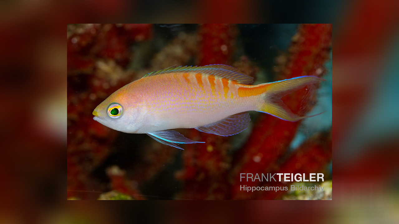Pseudanthias flavoguttatus Fahnenbarsch