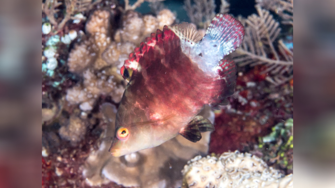 Cheilinus oxycephalus SpitzkopfPrachtlippfisch