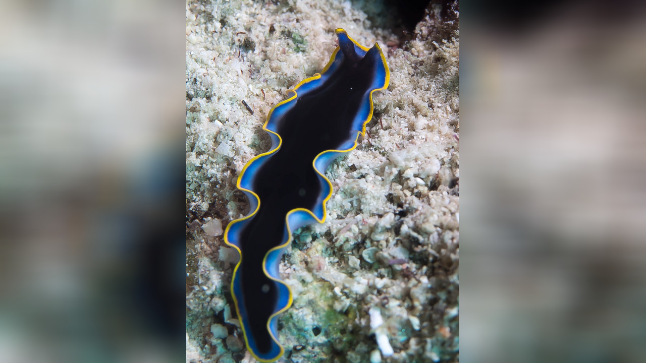 Pseudoceros prudhoei Strudelwurm