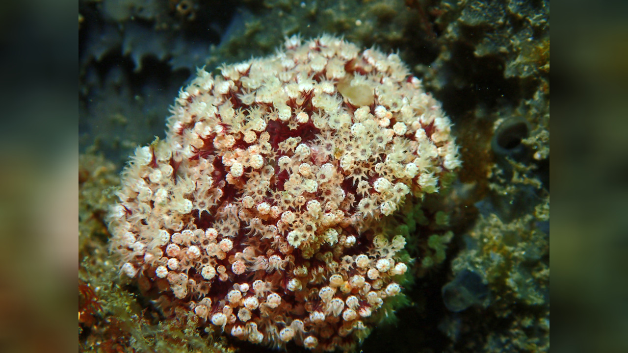 Dendronephthya australis Weichkoralle