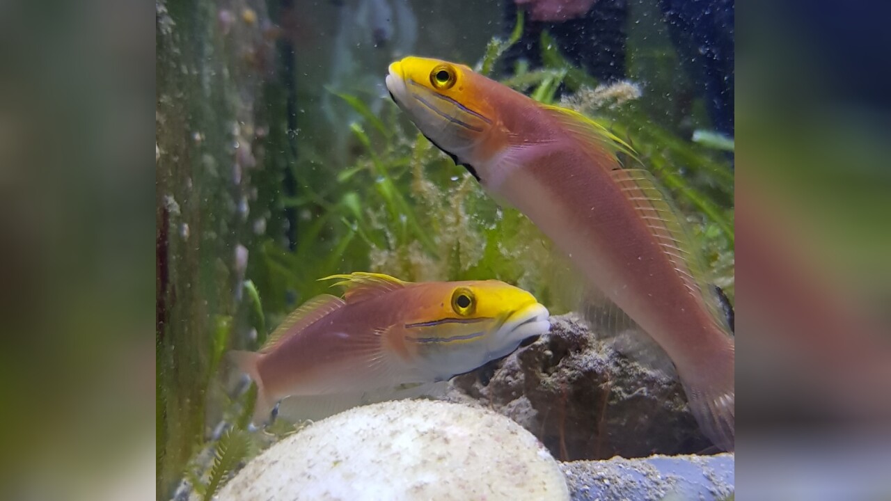 Valenciennea bella Grundel