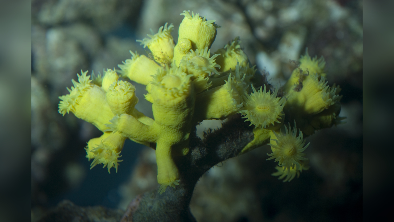 Dendrophyllia cornigera Gelbe Baumkoralle