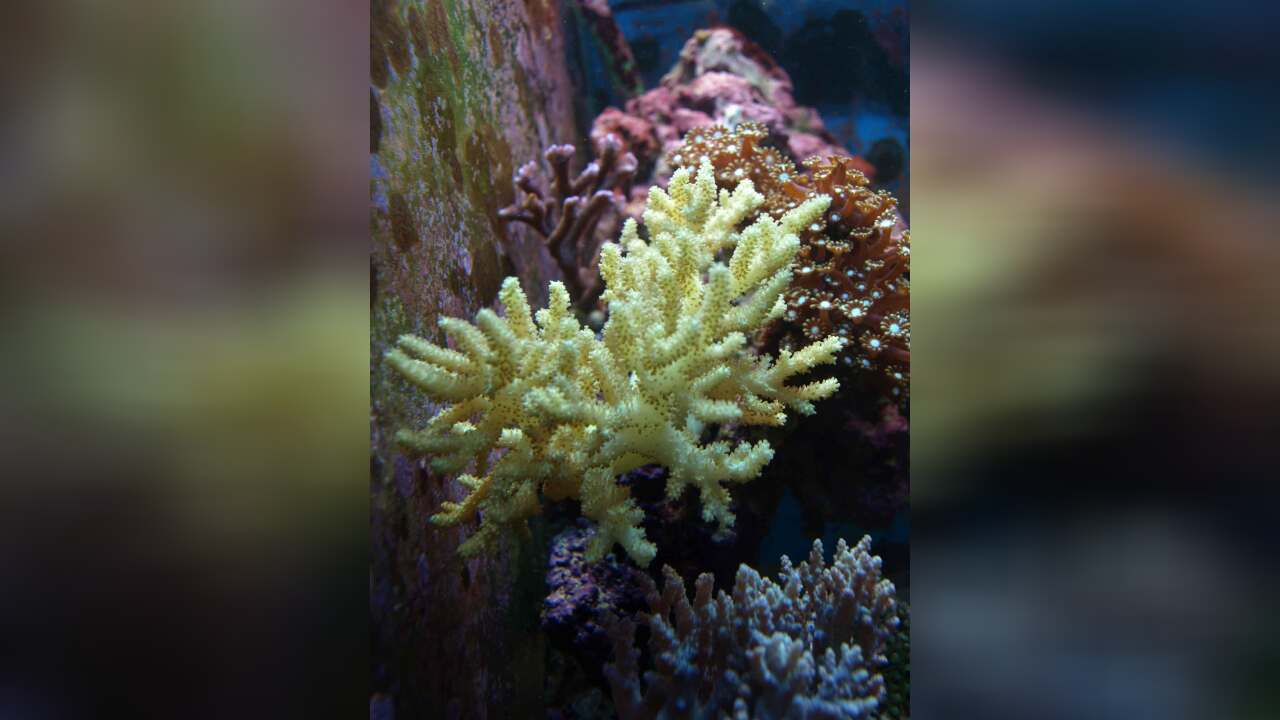 Sinularia sp. 01 Weichkoralle, gelb