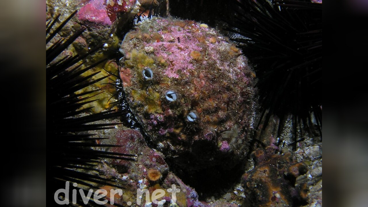 Haliotis corrugata Pink Abalone, Pinkfarbenes Meerohr