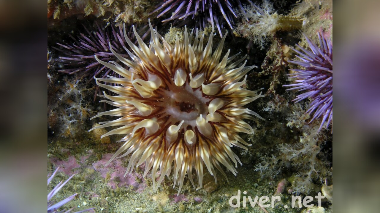Urticina crassicornis Christmas anemone