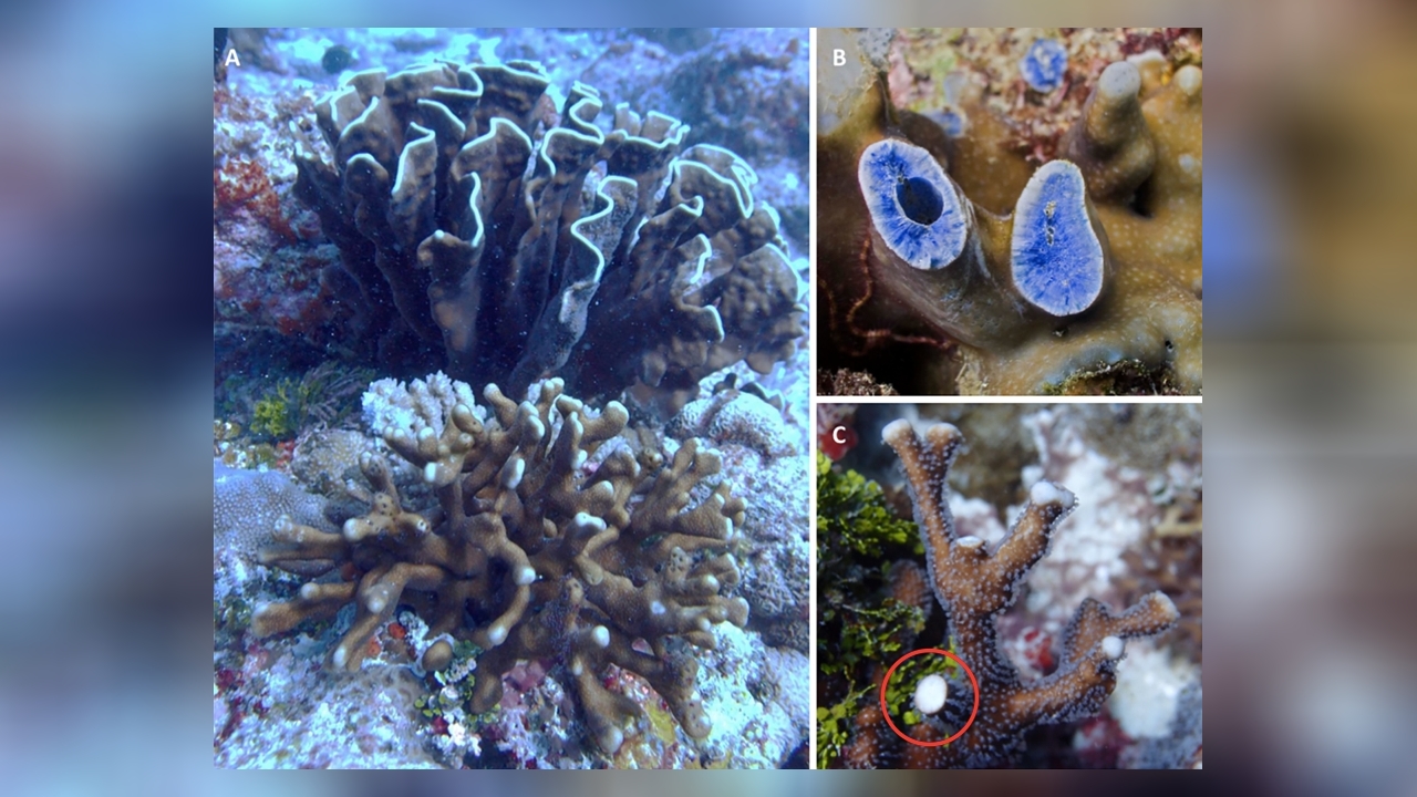 Heliopora hiberniana Blue Coral