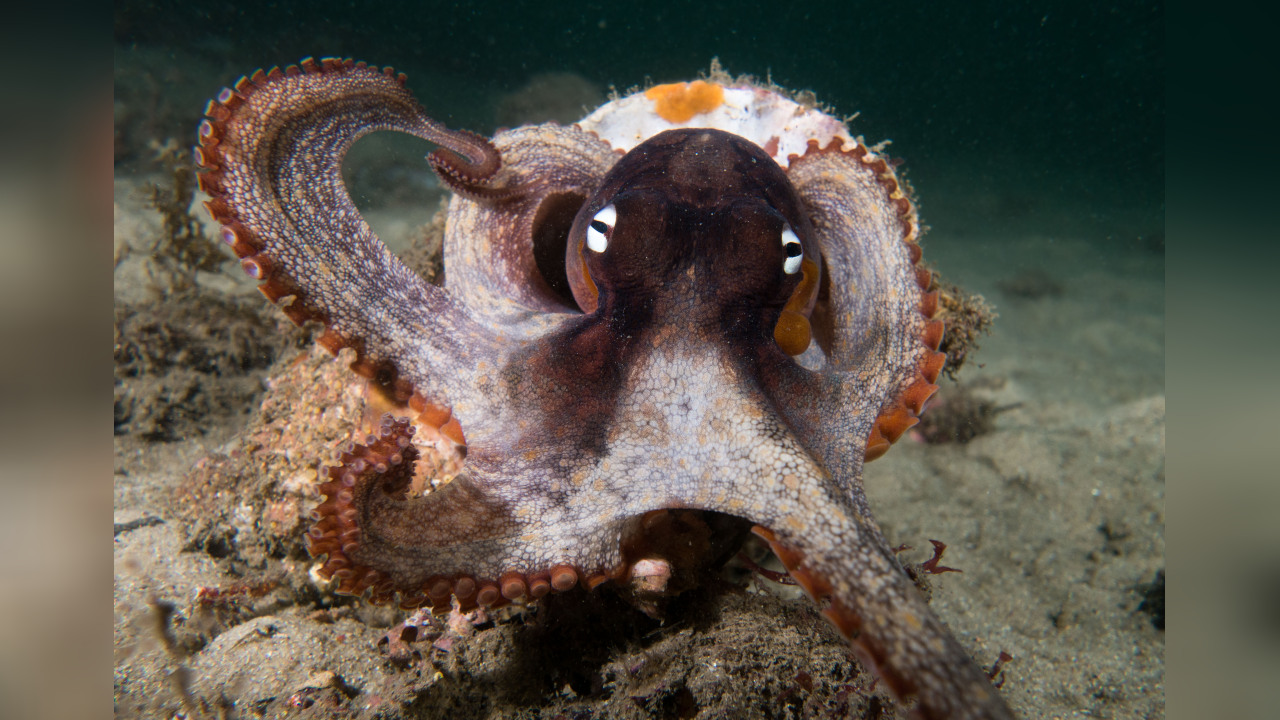 Octopus tetricus Gloomy Octopus, Common Sydney Octopus
