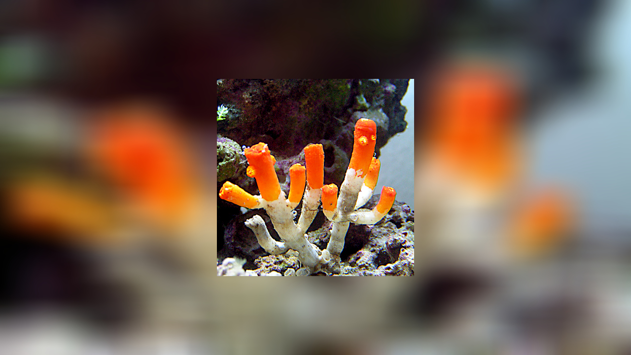 Dendrophyllia arbuscula Kelchkoralle