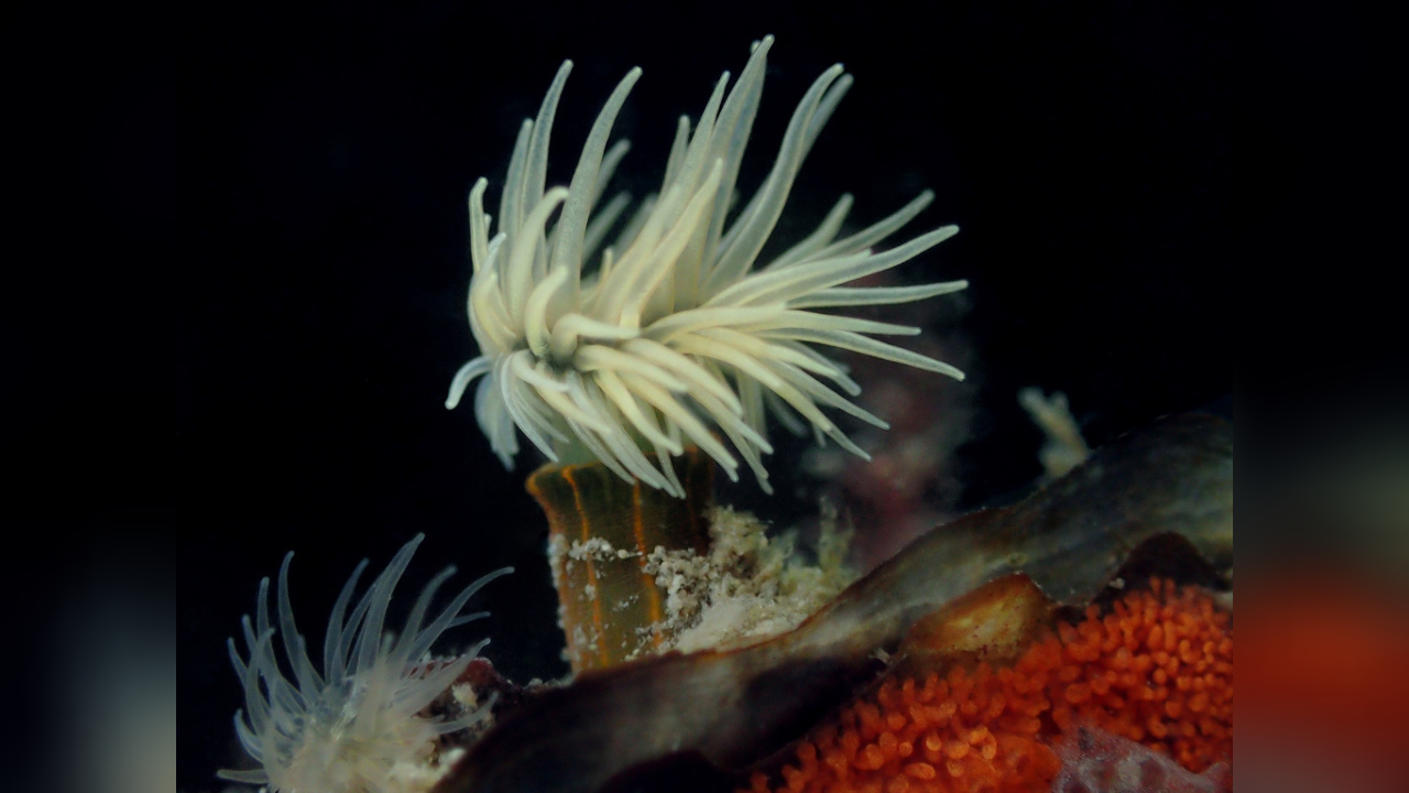 Diadumene lineata Anemone
