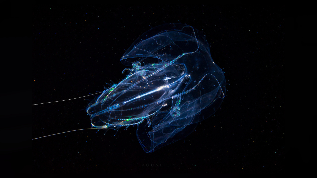 Leucothea multicornis Rippenqualle