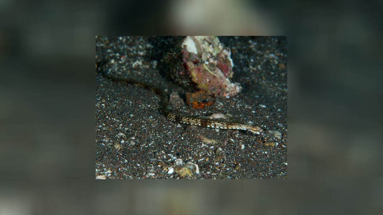 Trachyrhamphus serratus SpazierstockSeenadel