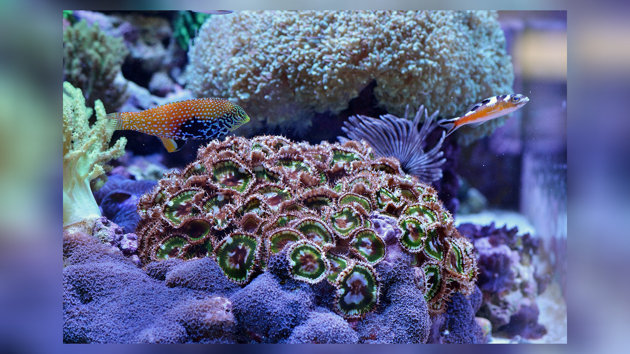 Palythoa grandis Krustenanemone