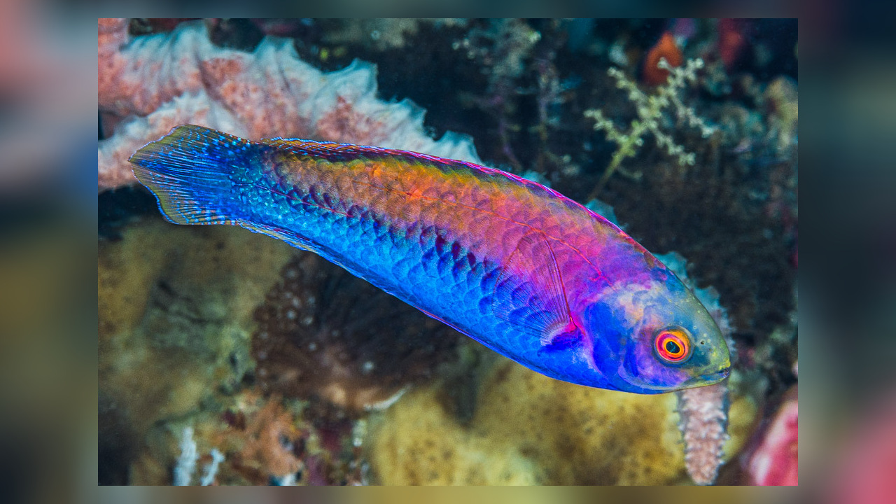 Cirrhilabrus cf. aurantidorsalis BandaZwerglippfisch