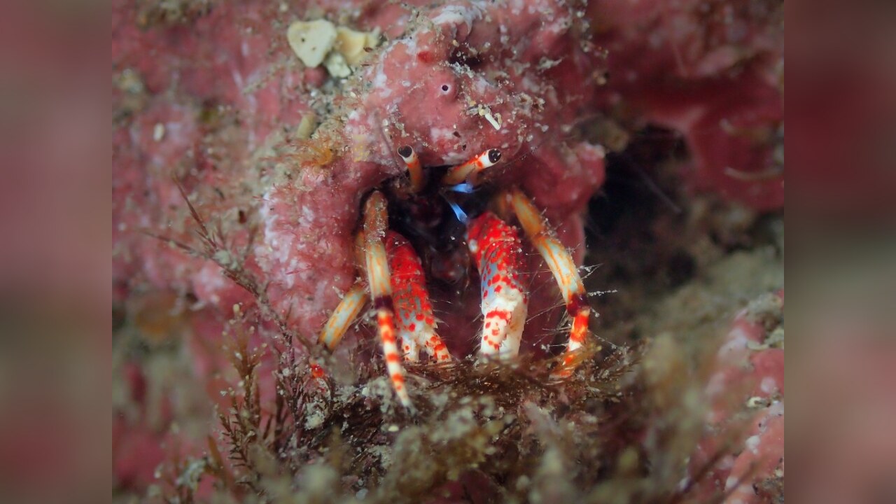 Calcinus tubularis RöhrenEinsiedlerkrebs