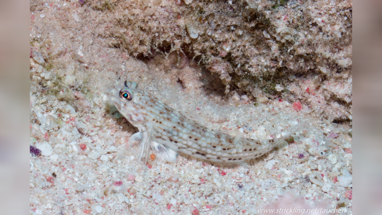 Istigobius Decoratus