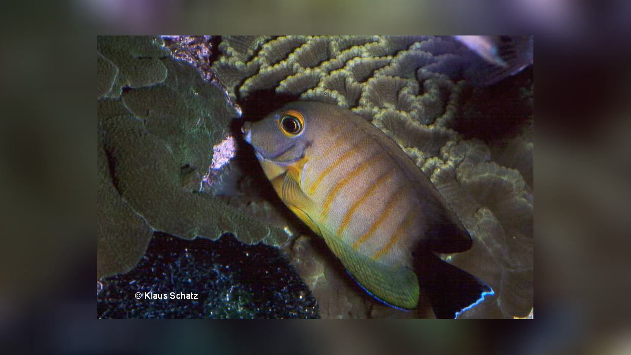 Acanthurus tristis IndikMimikrydoktor