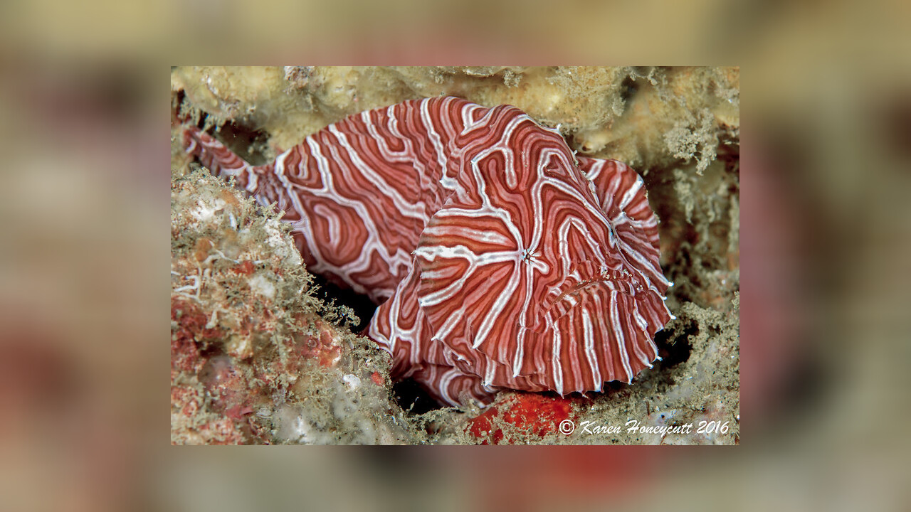 Histiophryne psychedelica Psychedelischer Anglerfisch