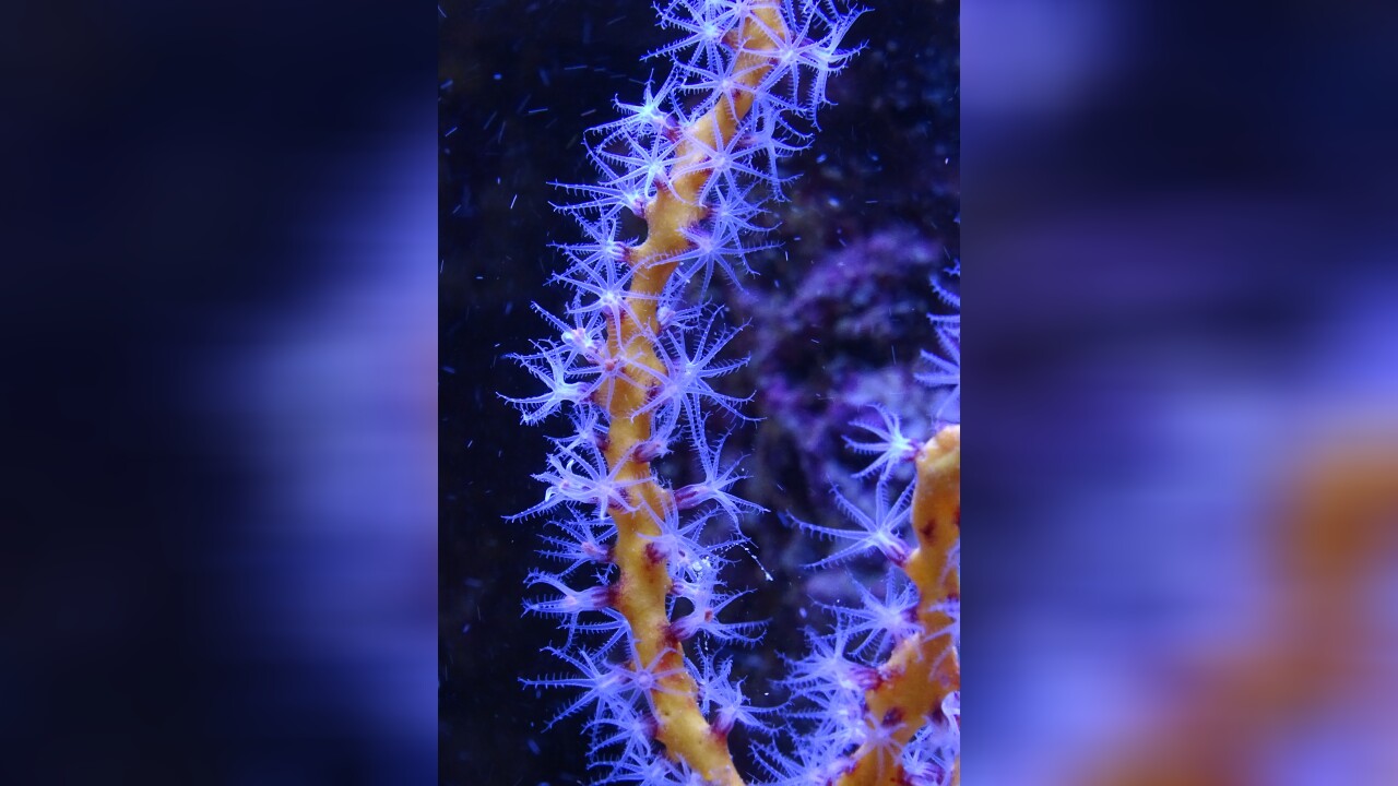 Diodogorgia nodulifera Red Finger Gorgonian, Red Tree Gorgonian