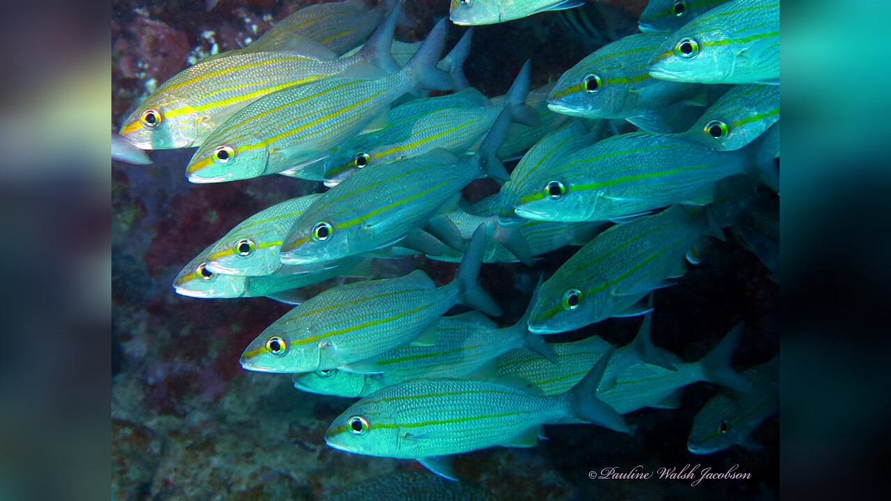 Haemulon aurolineatum GoldstreifenGrunzer