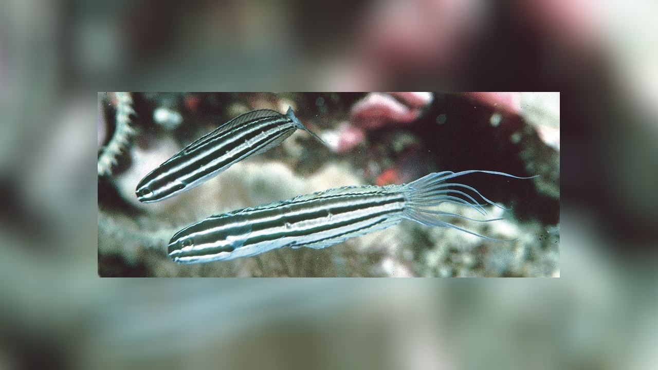 Meiacanthus limbatus Fangzahnschleimfisch